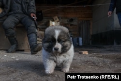 Шопан үйінің ауласында жүрген күшік. Алматы облысы, 3 ақпан, 2023 жыл.