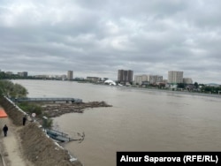 Жайықтың әр тұсында су бетіндегі ағаштар жағалауға жиналып қалған. Атырау қаласы, 13 мамыр, 2024 жыл.