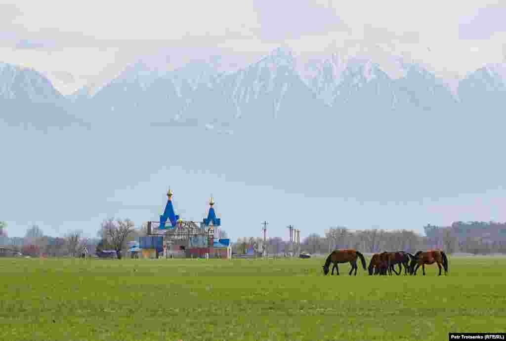 Алматы маңында көгалда жайылып жүрген жылқы.