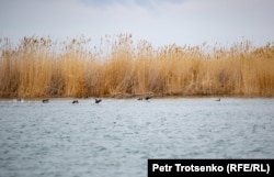 Балқаш көлінің Үлкен ауылы тұсындағы жағалауы