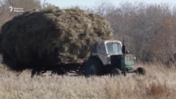 Ауыл тұрғындары жем-шөптің қымбаттағанына қапалы