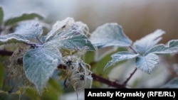 Перший іній на зелених кущах: морозний ранок у кримській Грушівці (фотогалерея)